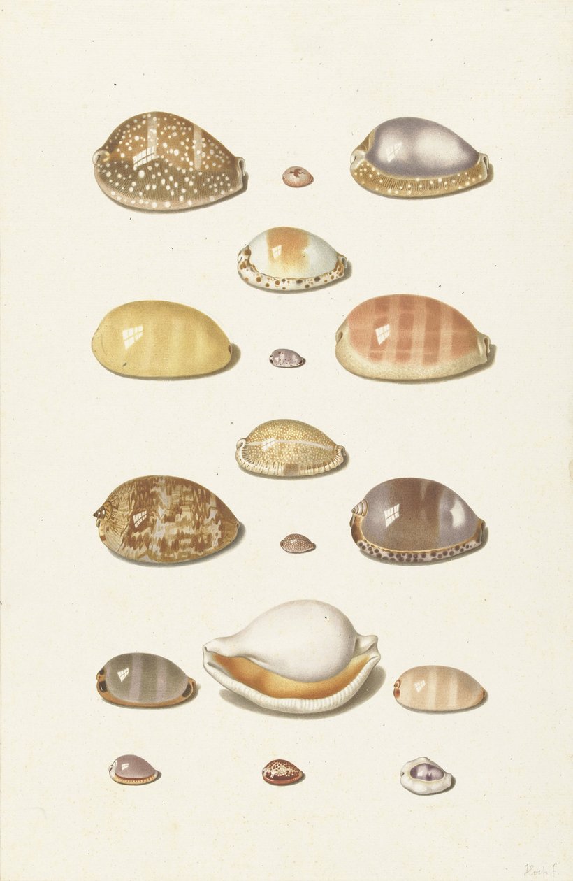 Cowry Shells alkotó: Johann Gustav Hoch