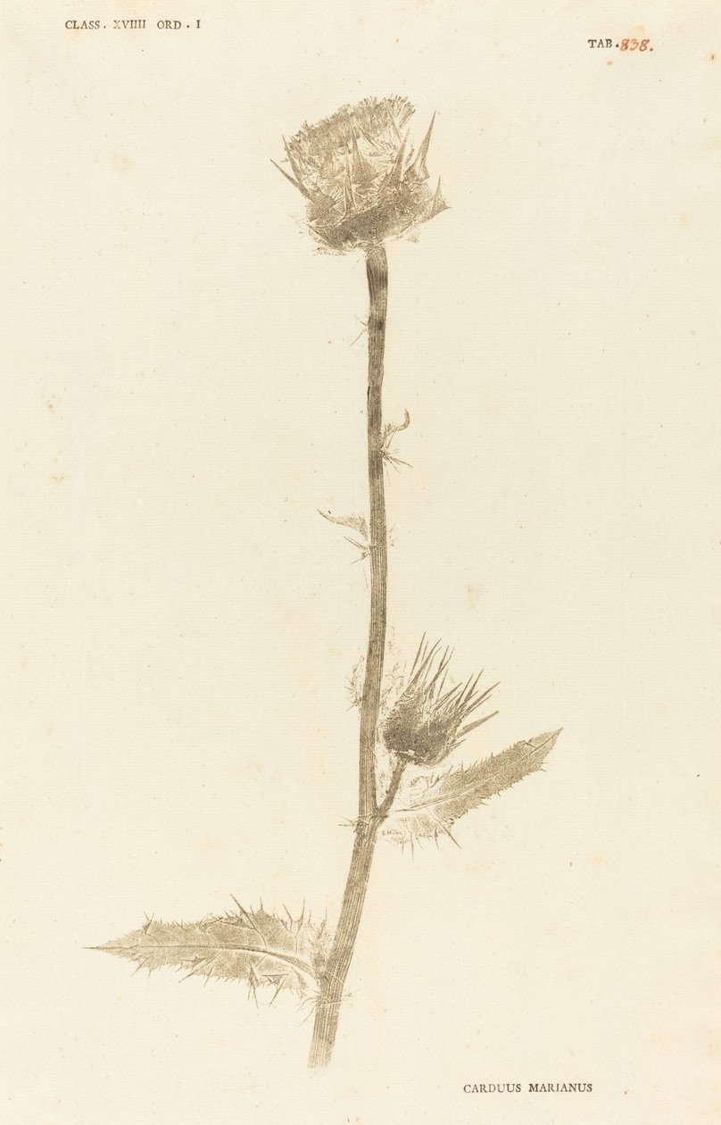 Marianus Cardus alkotó: Johann Hieronymus Kniphof