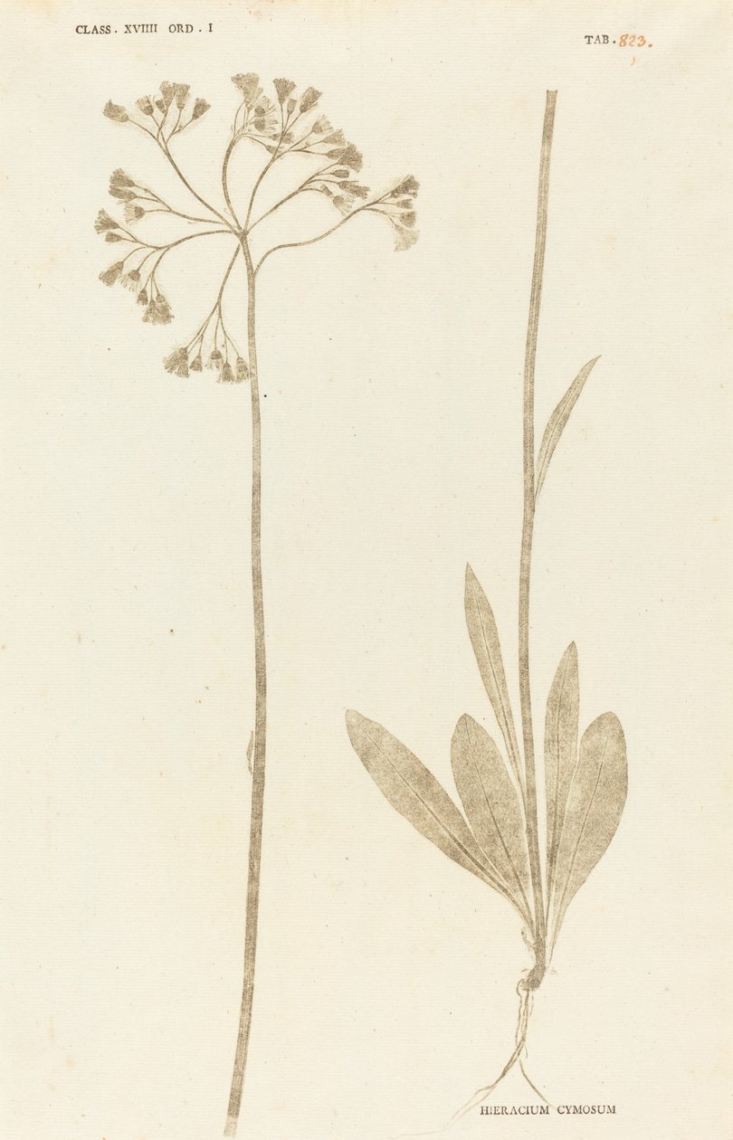 Hieracium Cymosum alkotó: Johann Hieronymus Kniphof