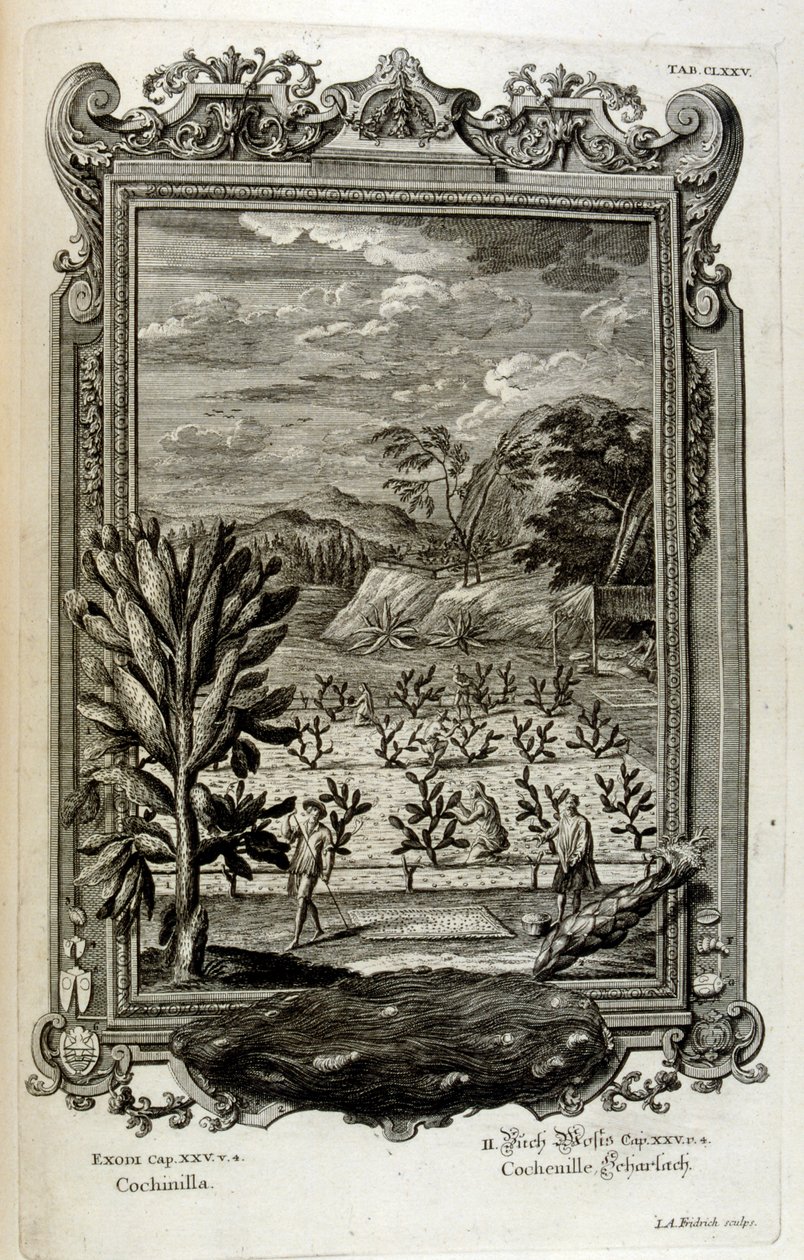 kaktusz termesztése alkotó: Johann Jakob Scheuchzer