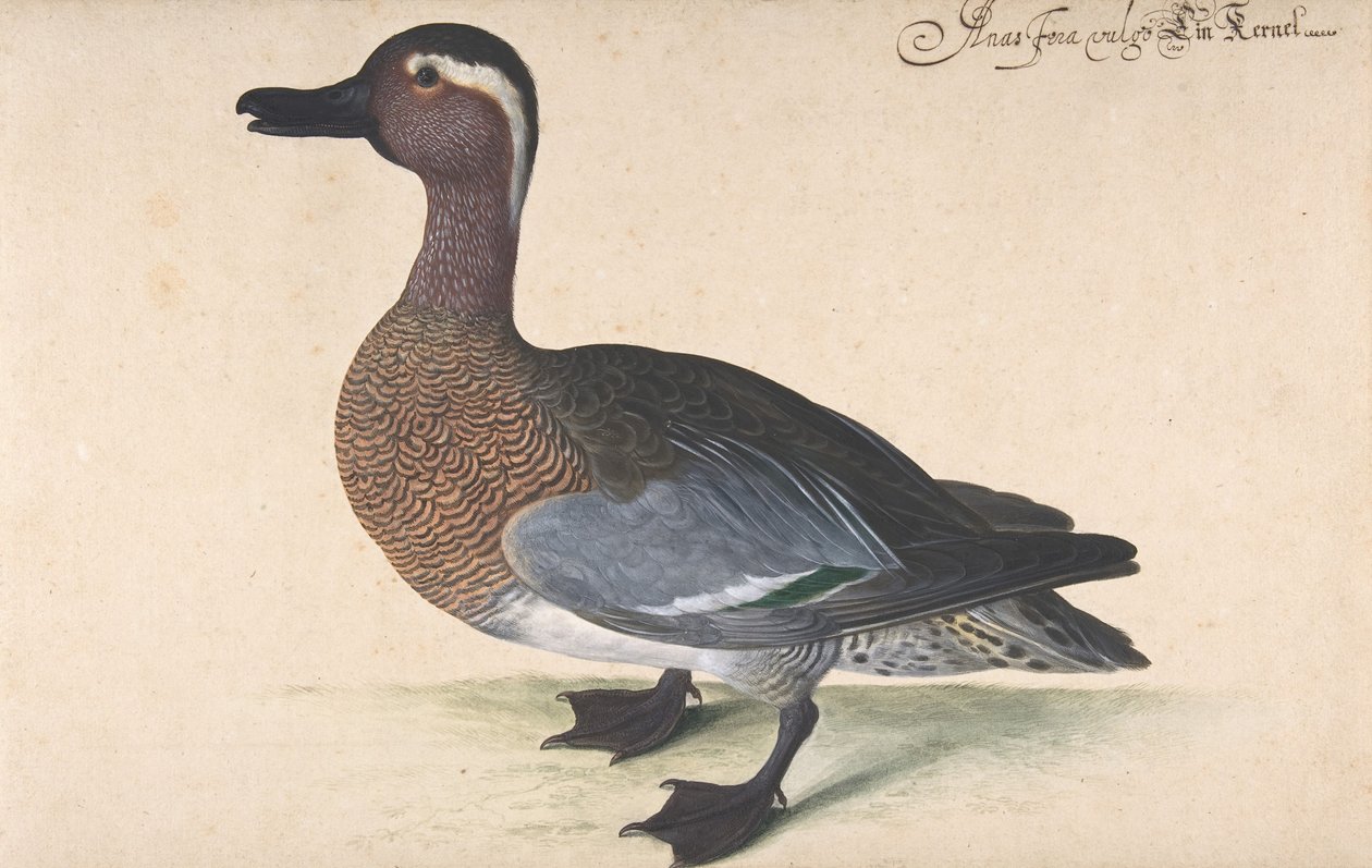 Egy férfi kékeszöld, 1604-80. alkotó: Johann Jakob Walther