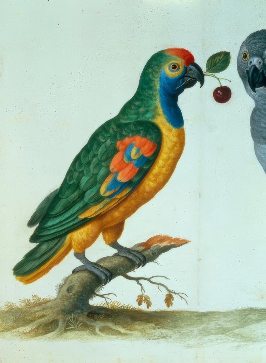 Amazon papagáj / Walther alkotó: Johann Jakob Walther