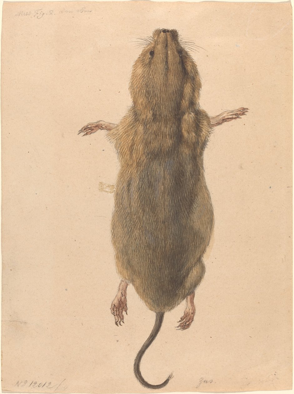 Egy mezei egér, felülről alkotó: Johann Rudolph Schellenberg