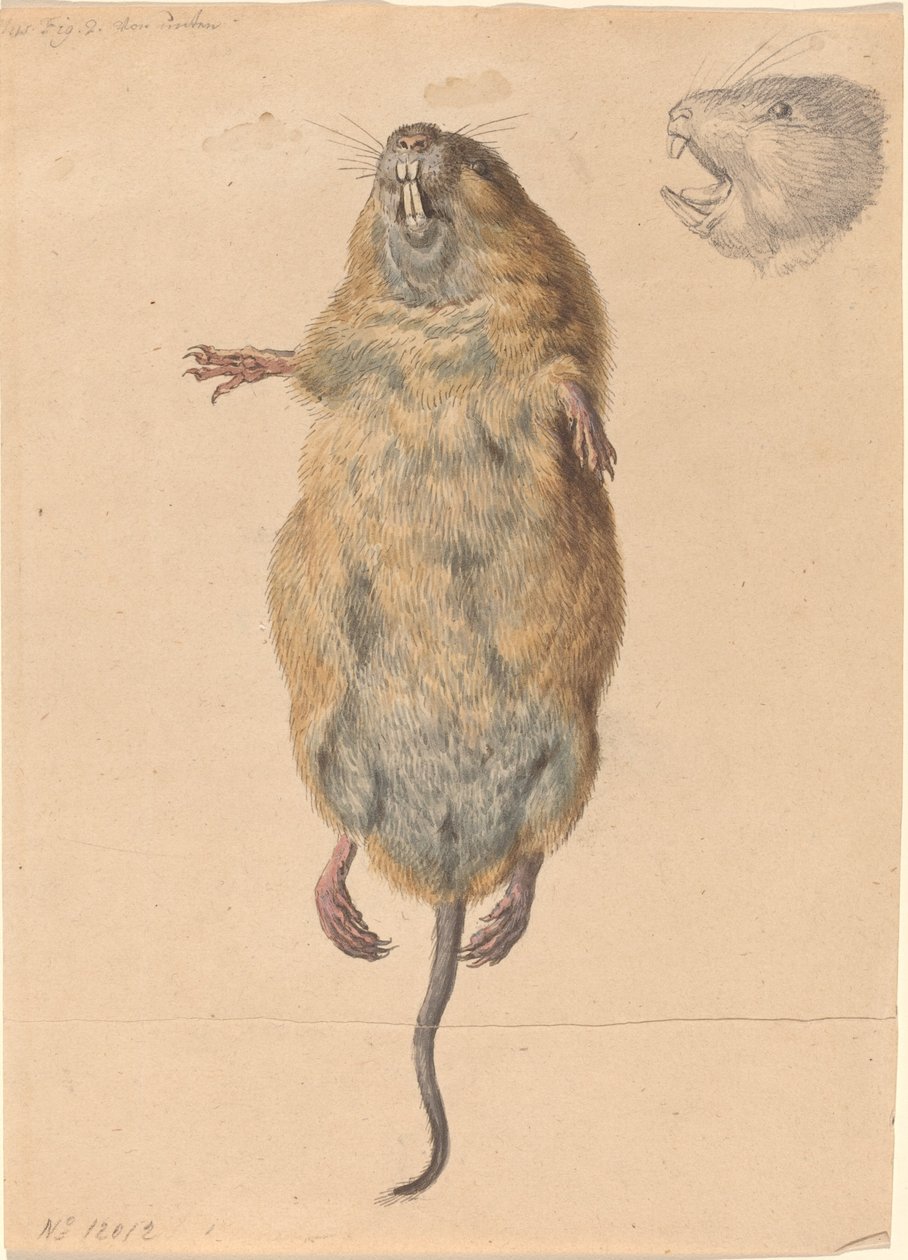 Egy mezei egér, alulról alkotó: Johann Rudolph Schellenberg