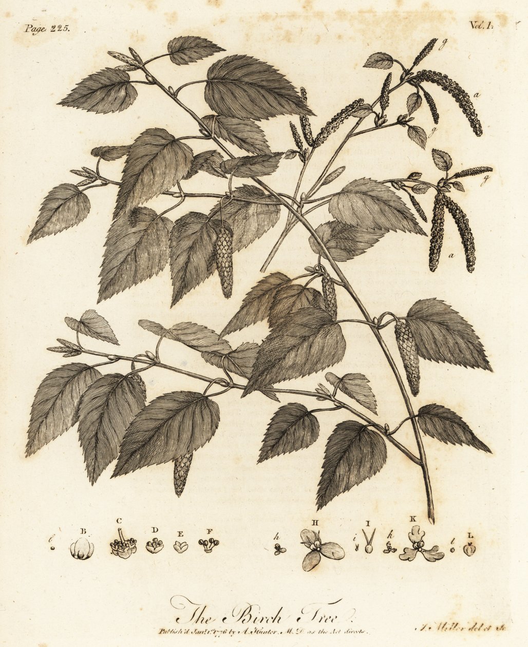 Molyhos nyír, Betula pubescens. alkotó: Johann Sebastien Muller