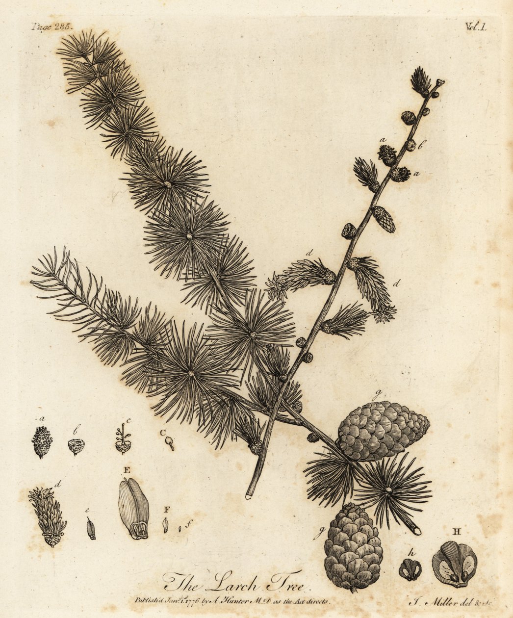 európai vörösfenyő, Larix decidua. alkotó: Johann Sebastien Muller