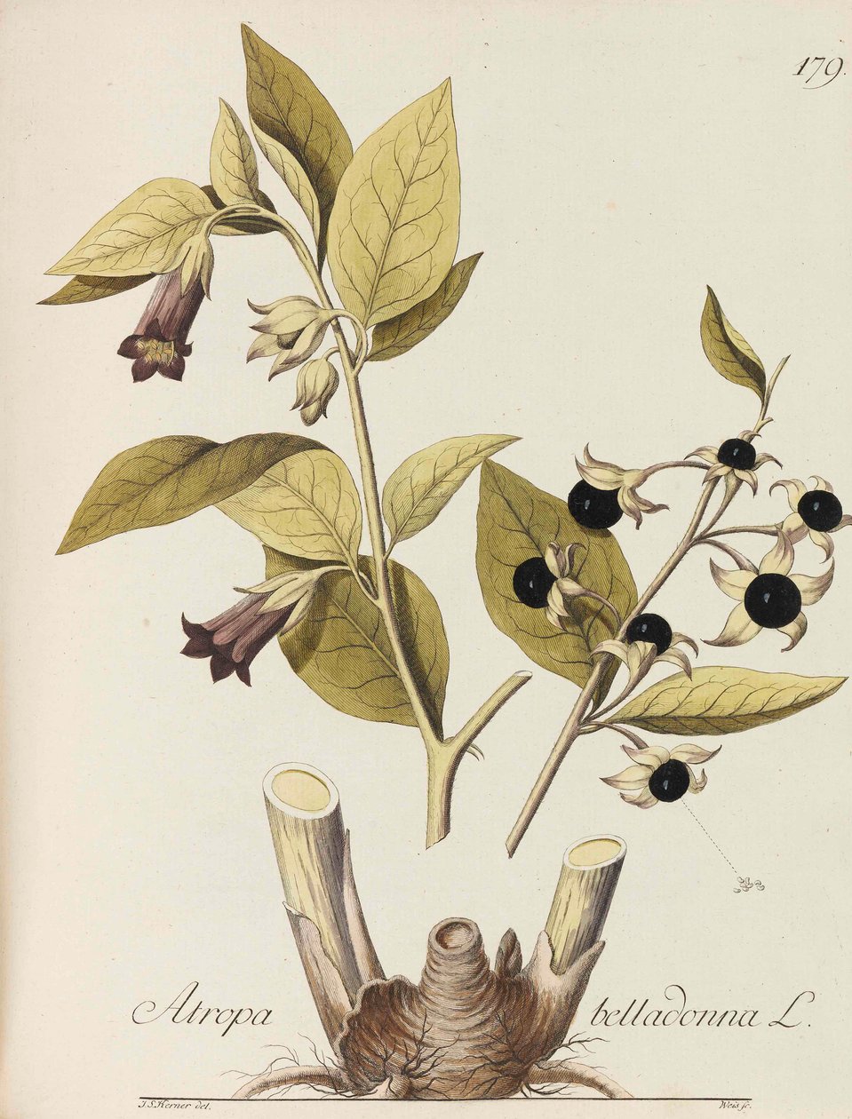 Összes gazdasági üzem illusztrációja, 1786-1788. alkotó: Johann Simon von Kerner