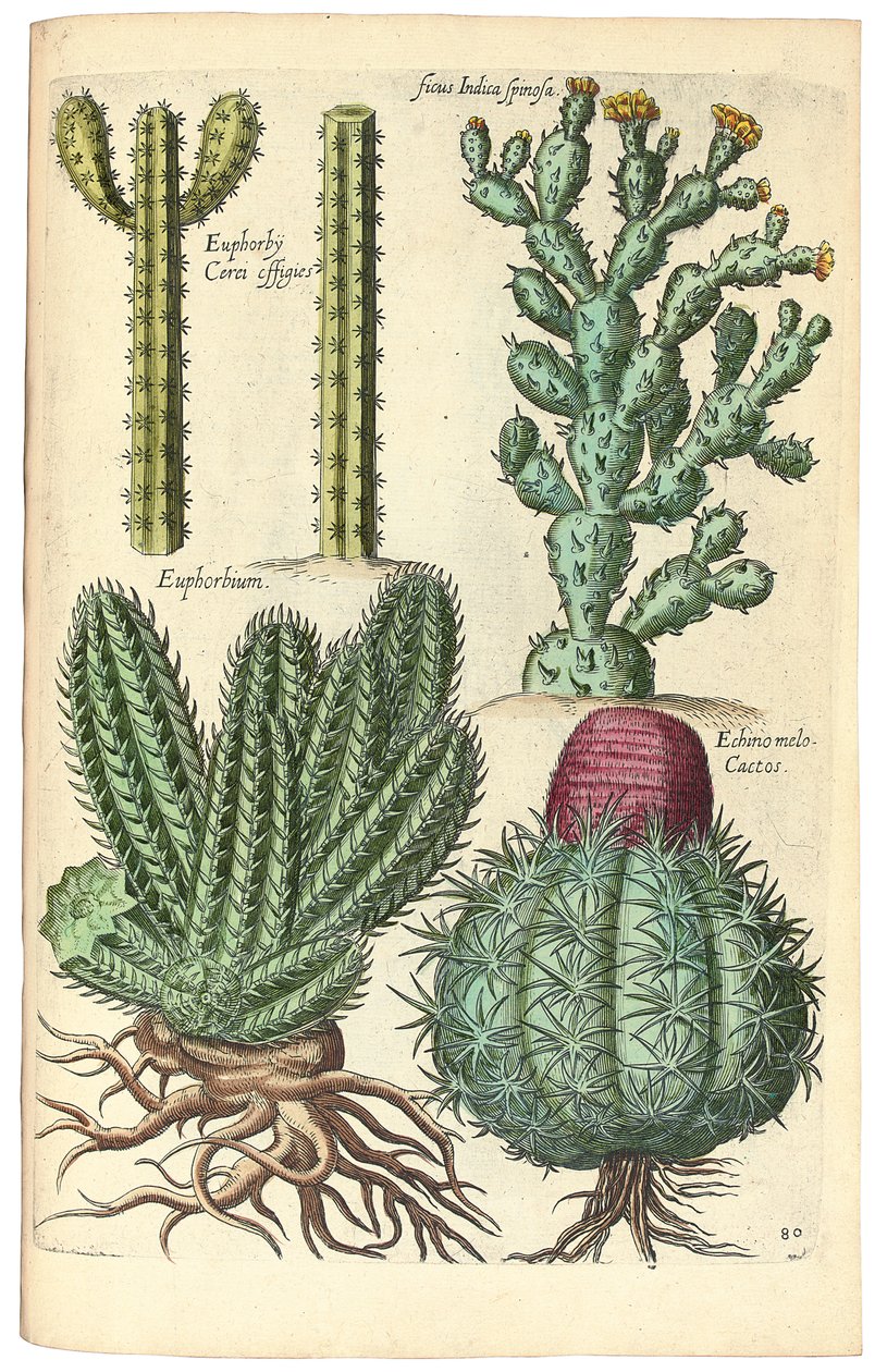 Kaktusz, 1641 alkotó: Johann Theodor de Bry