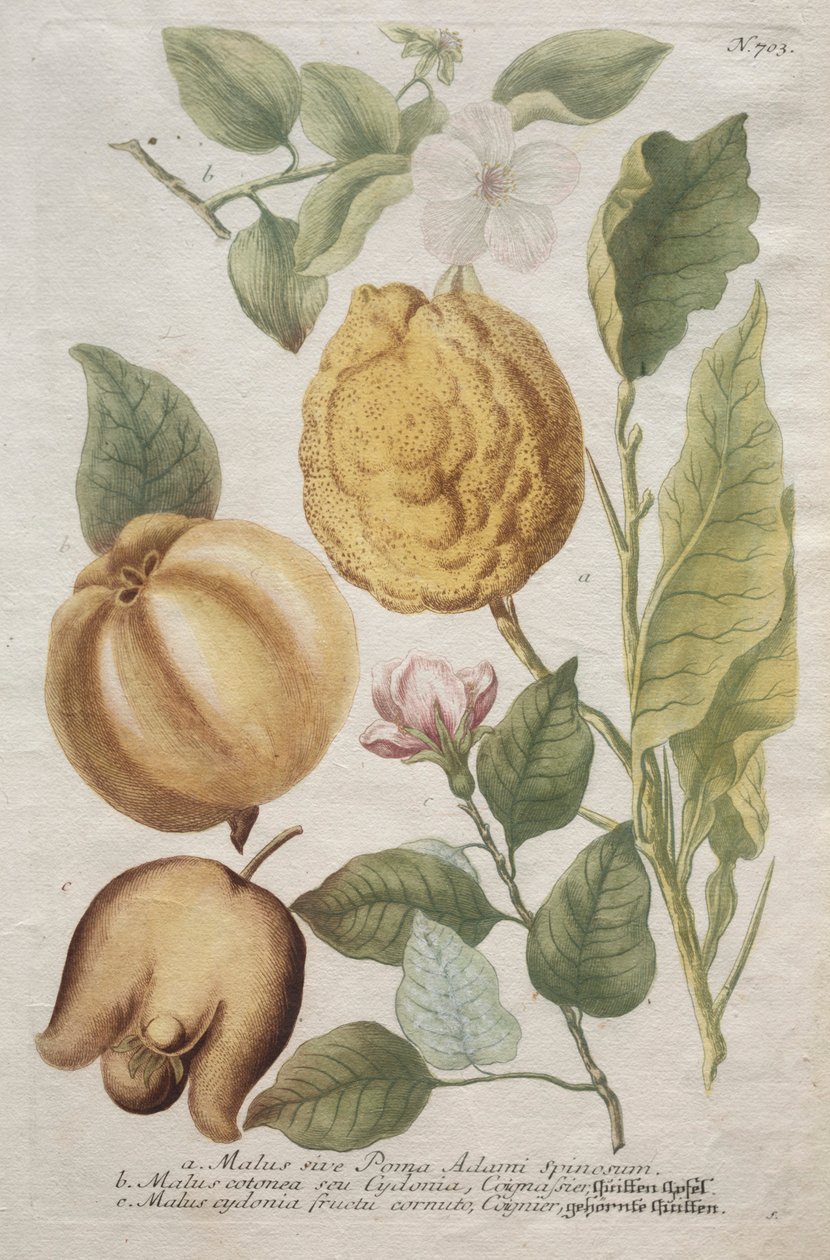 Phytanthoza iconographia: 703. sz. alkotó: Johann Wilhelm Weinmann