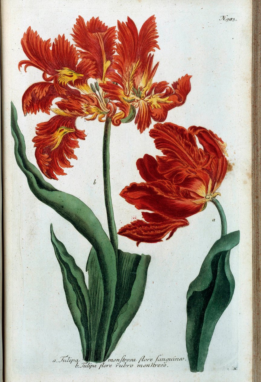 Piros tulipán. Botanikai tábla alkotó: Johann Wilhelm Weinmann