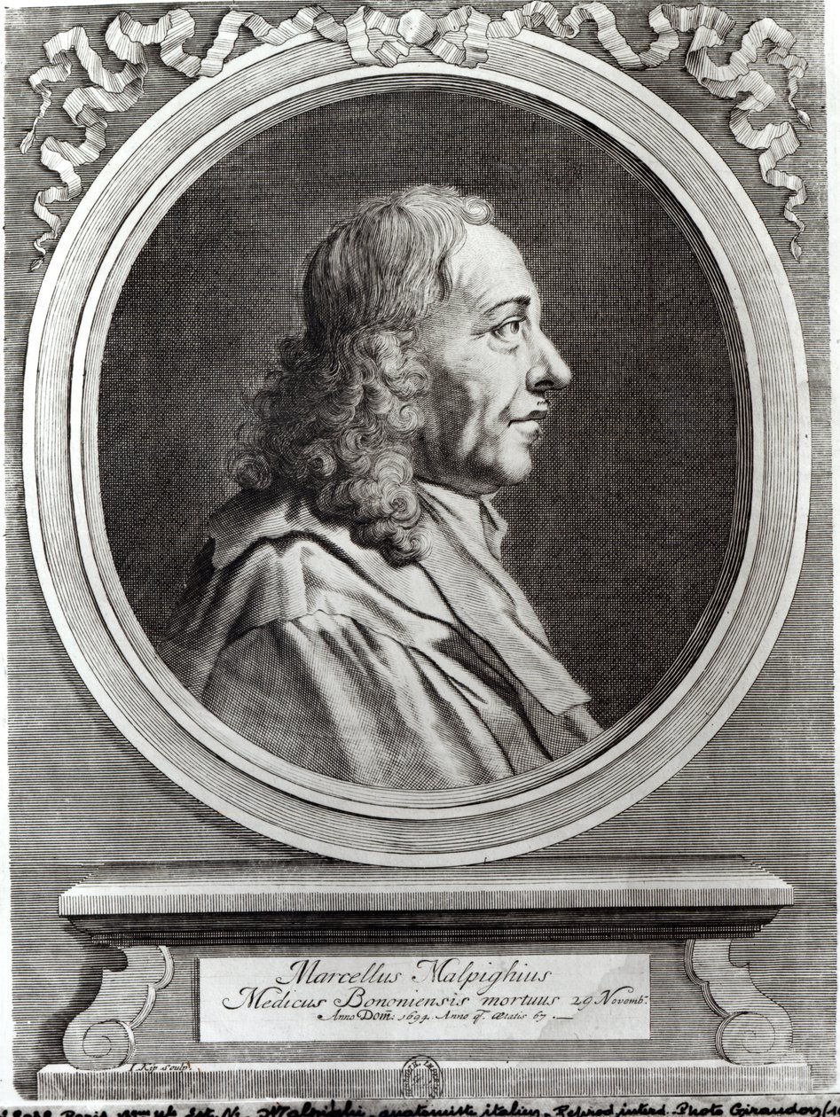 Marcello Malpighi (1628-94) 67 éves, 1694 alkotó: Johannes Kip
