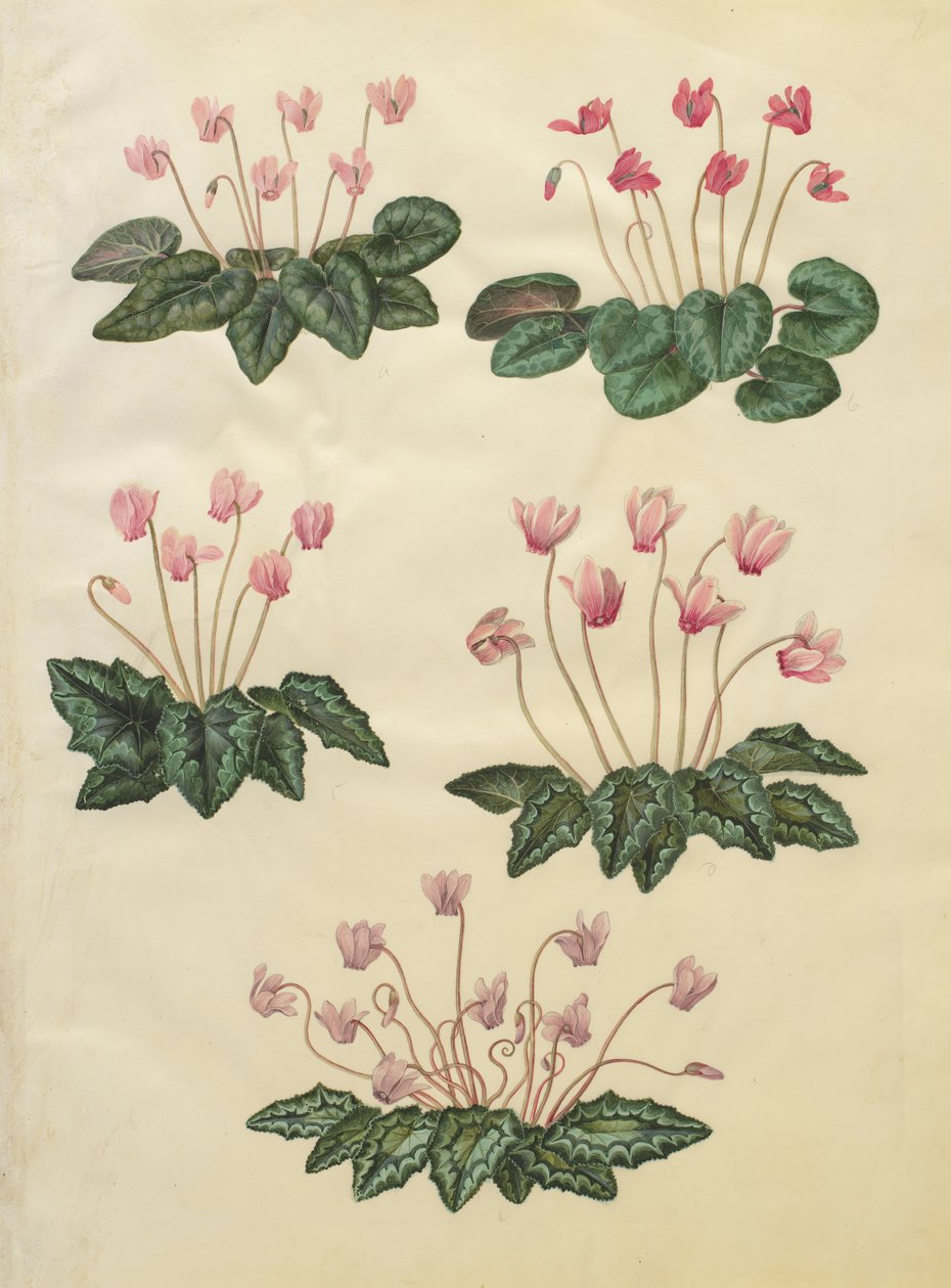 Cyclamen purpurascens; Cyclamen hederifolium alkotó: Johannes Simon Holtzbecher