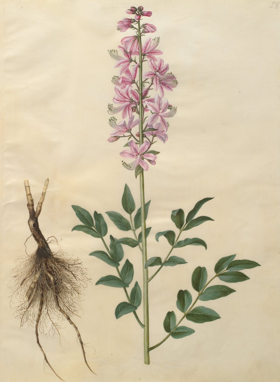 Dictamnus albus alkotó: Johannes Simon Holtzbecher