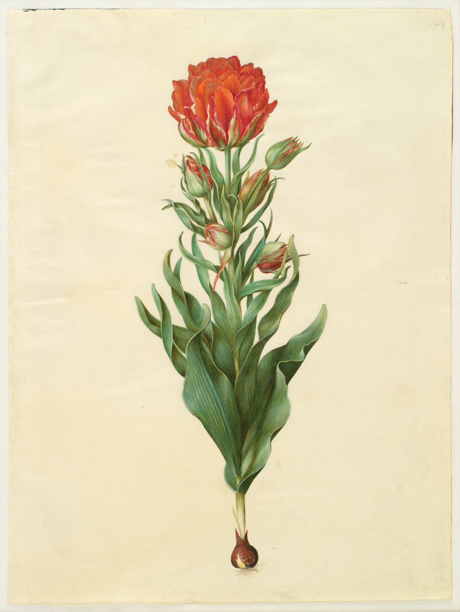 Tulipa gesneriana alkotó: Johannes Simon Holtzbecker