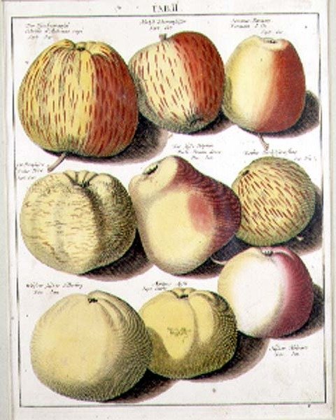 Seligman alma alkotó: Johannes Hendrik (after) Knoop
