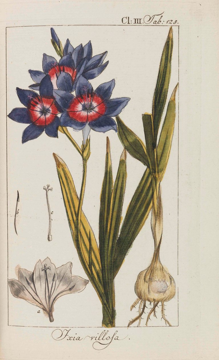 Szép és ritka növények válogatása, 1795-1798. alkotó: Johannes Zorn