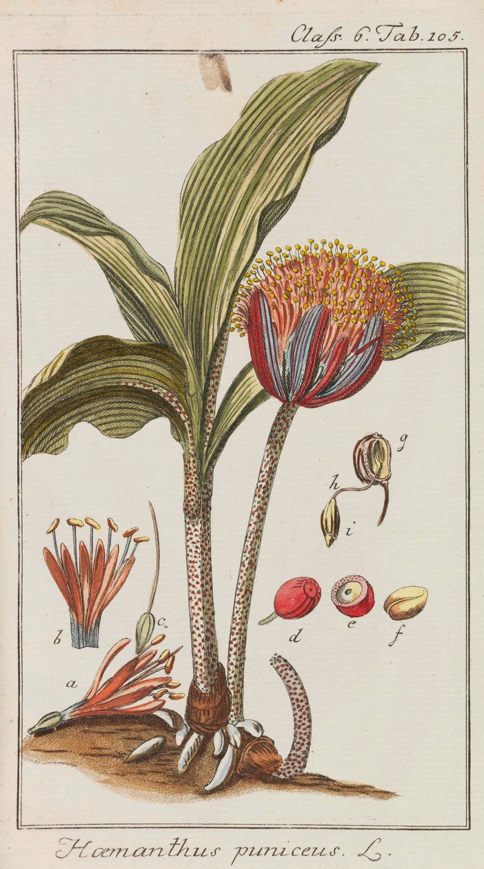 Szép és ritka növények válogatása, 1795-1798. alkotó: Johannes Zorn