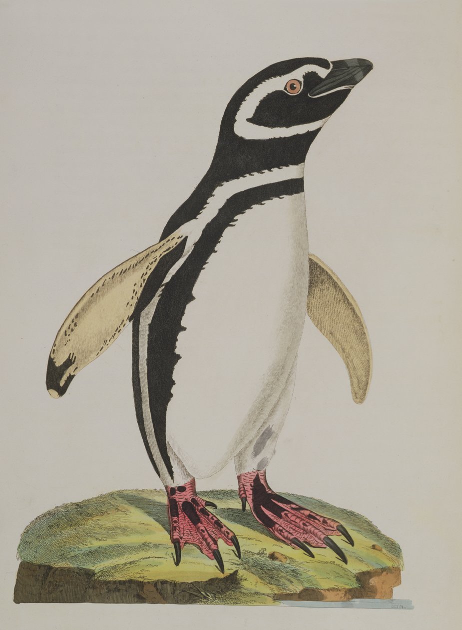Egy pingvin illusztrációja a "Cimelia Physica"-ból. Ritka és különös négylábúak, madarak ábrái..." 1796-ban jelent meg (kézi színes metszet). alkotó: John Frederick Miller