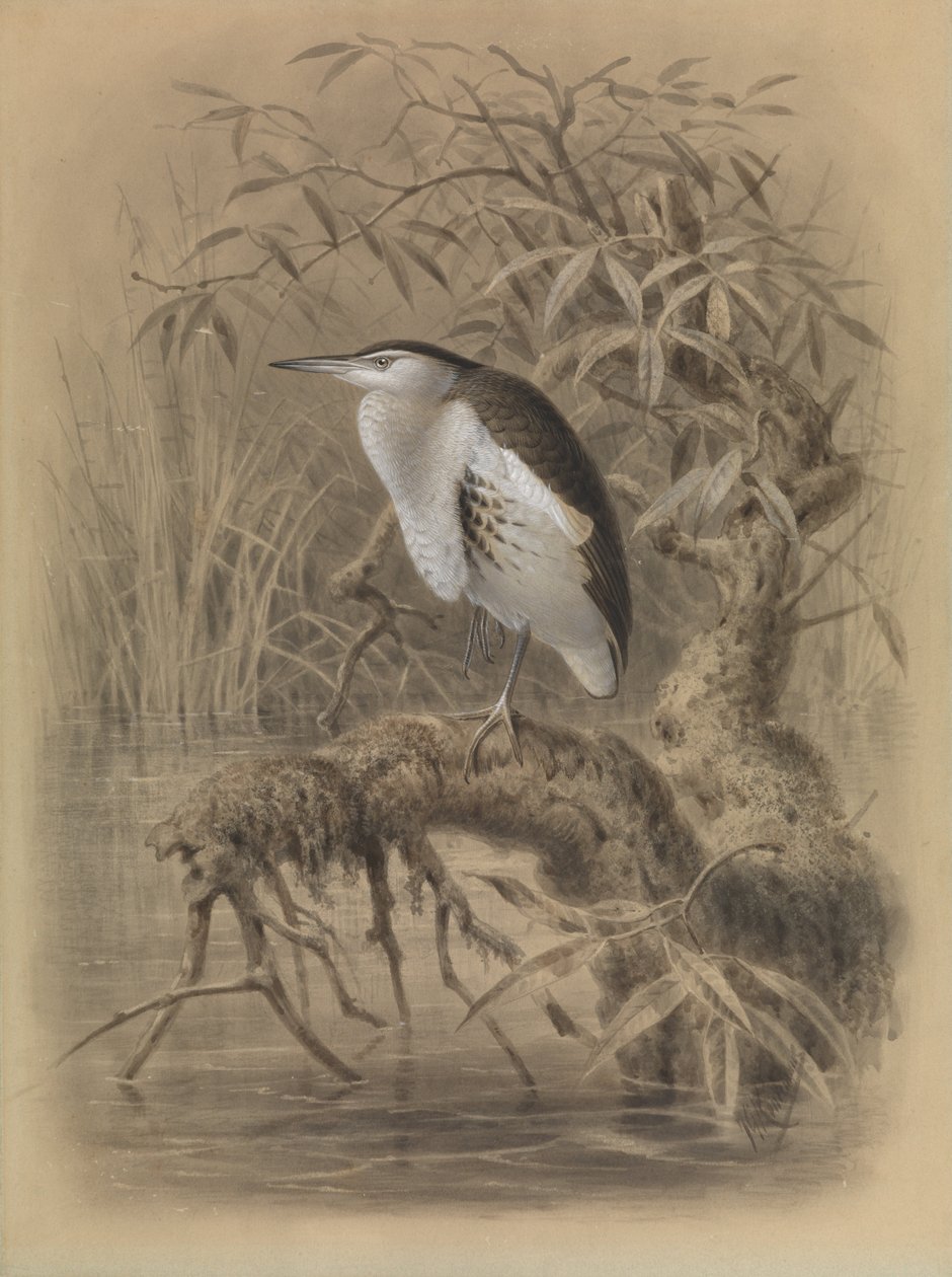 Kis Bittern, Ixobrychus minutus alkotó: John Gerrard Keulemans