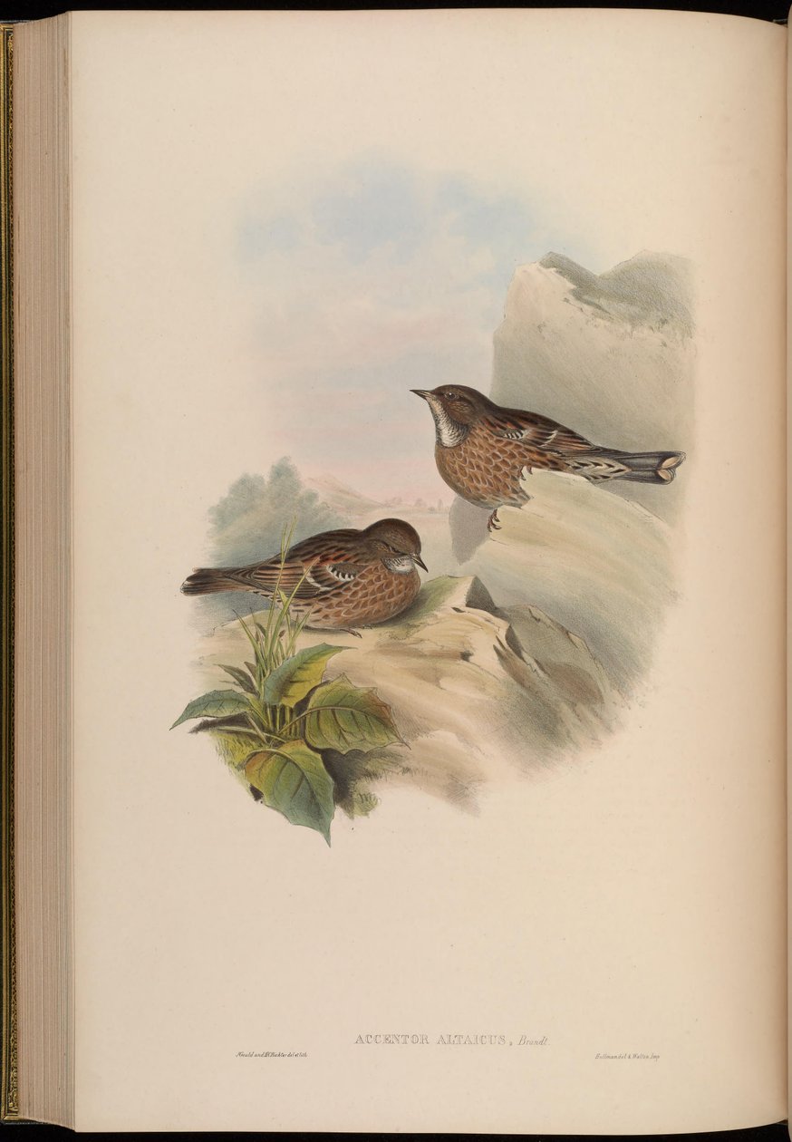 Accentor altaicus = Prunella himalayana alkotó: John Gould