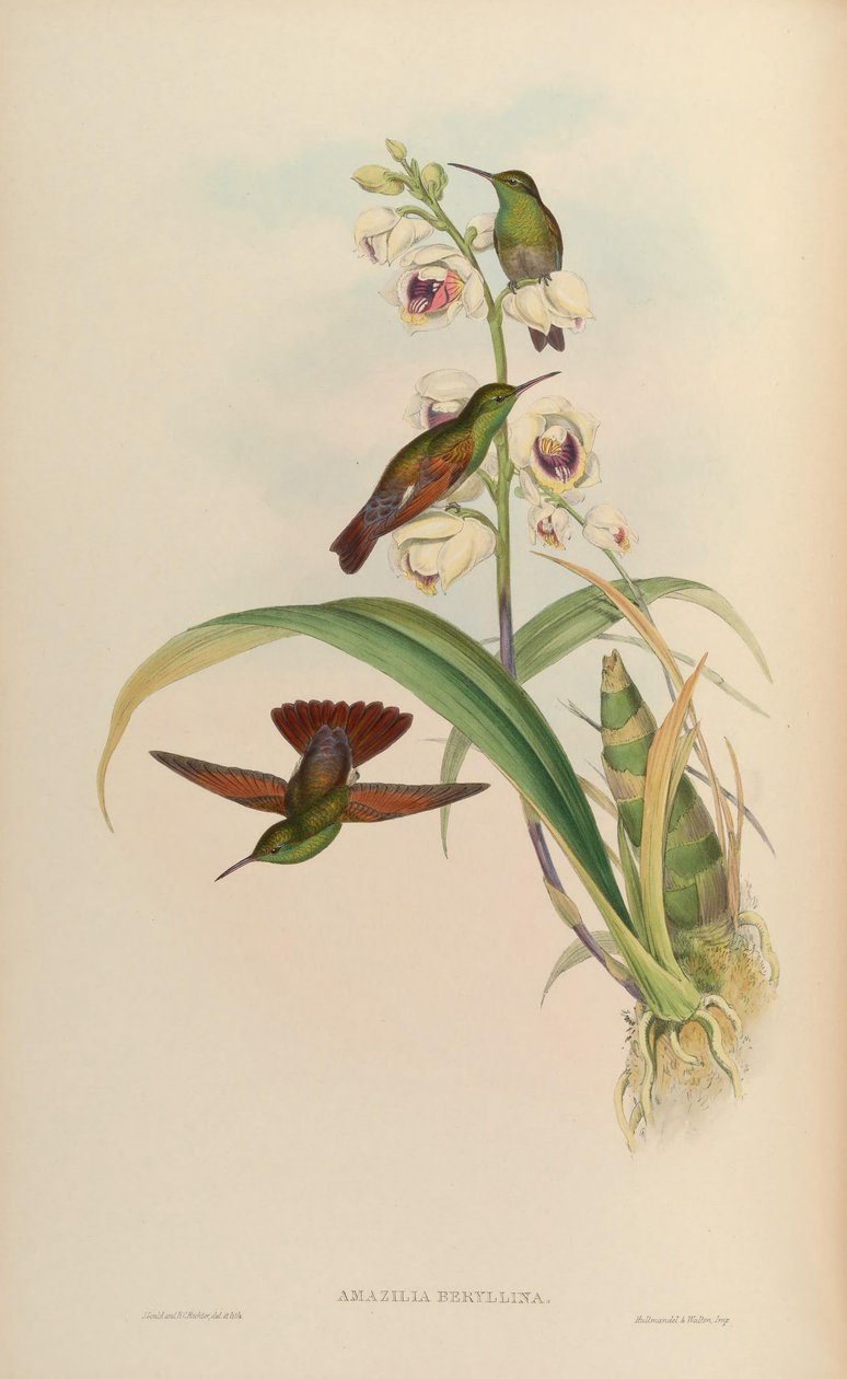 Amazilia beryllina alkotó: John Gould