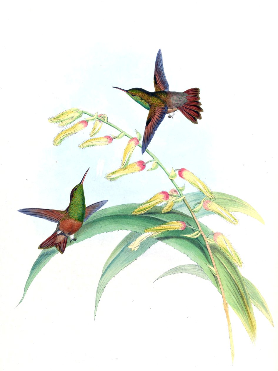 Amazilia castaneiventris alkotó: John Gould