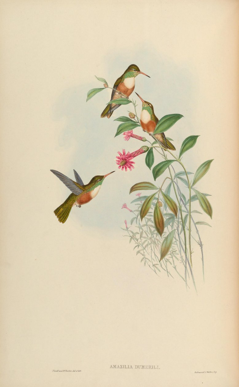 Amazilia dumerili = Amazilia amazilia dumerilii alkotó: John Gould