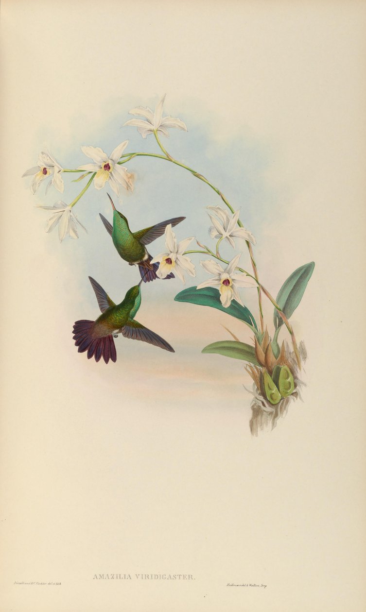 Amazilia viridigaster alkotó: John Gould