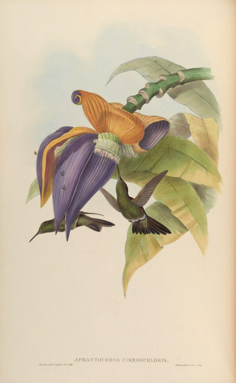 Aphantochroa cirrochloris alkotó: John Gould