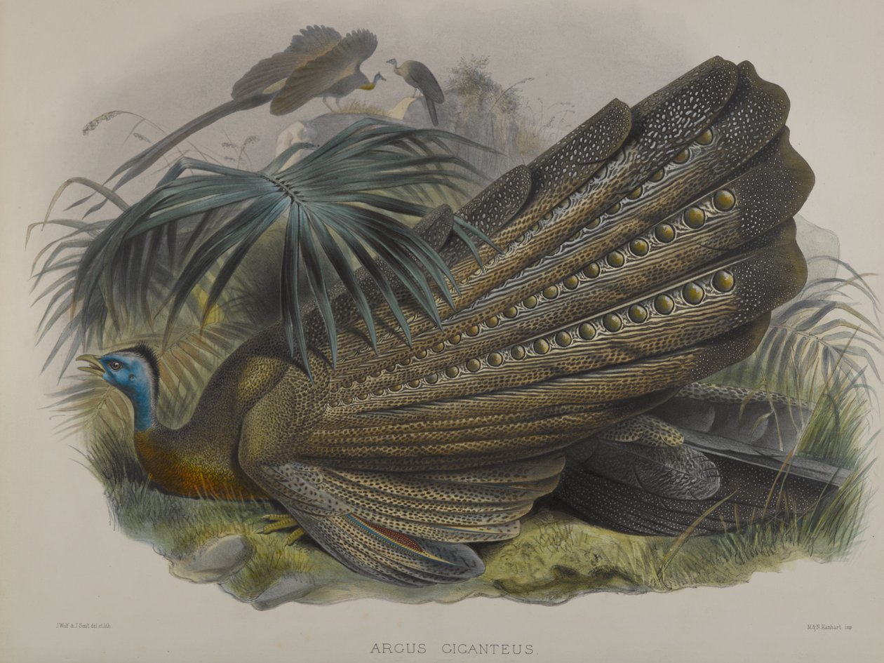 Argus Giganteus: Nagy Argus fácán alkotó: John Gould