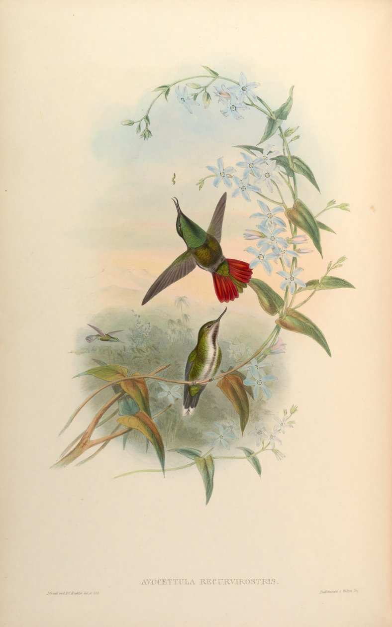 Avocettula reversvirostris alkotó: John Gould