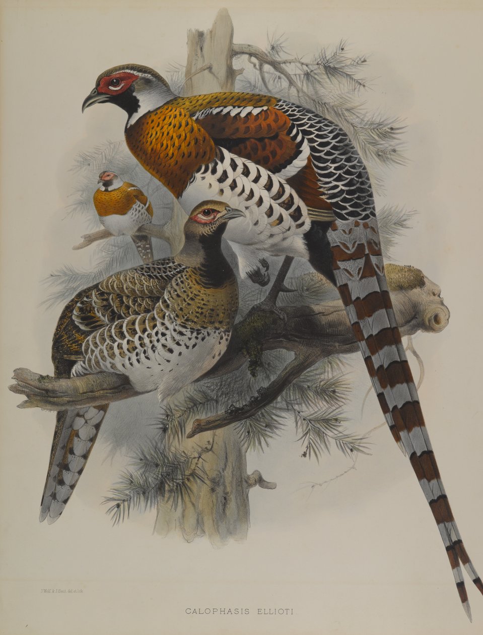Calophasis Ellioti alkotó: John Gould