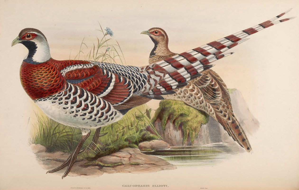 Kalofasis ellioti = Drót ellioti alkotó: John Gould