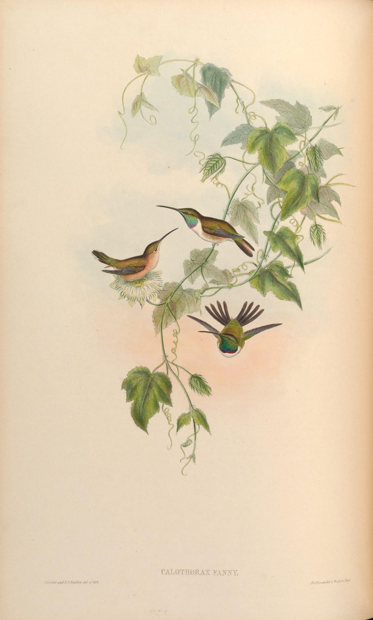 Calothorax fanny = Myrtis fanny alkotó: John Gould