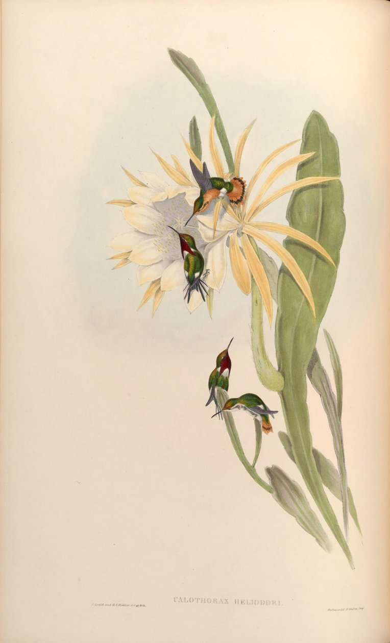 Calothorax heliodor = Chaetocercus heliodor alkotó: John Gould