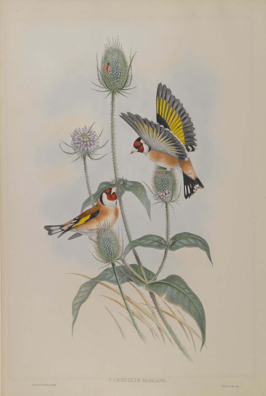 Carduelis Elegans - Aranyszamár alkotó: John Gould