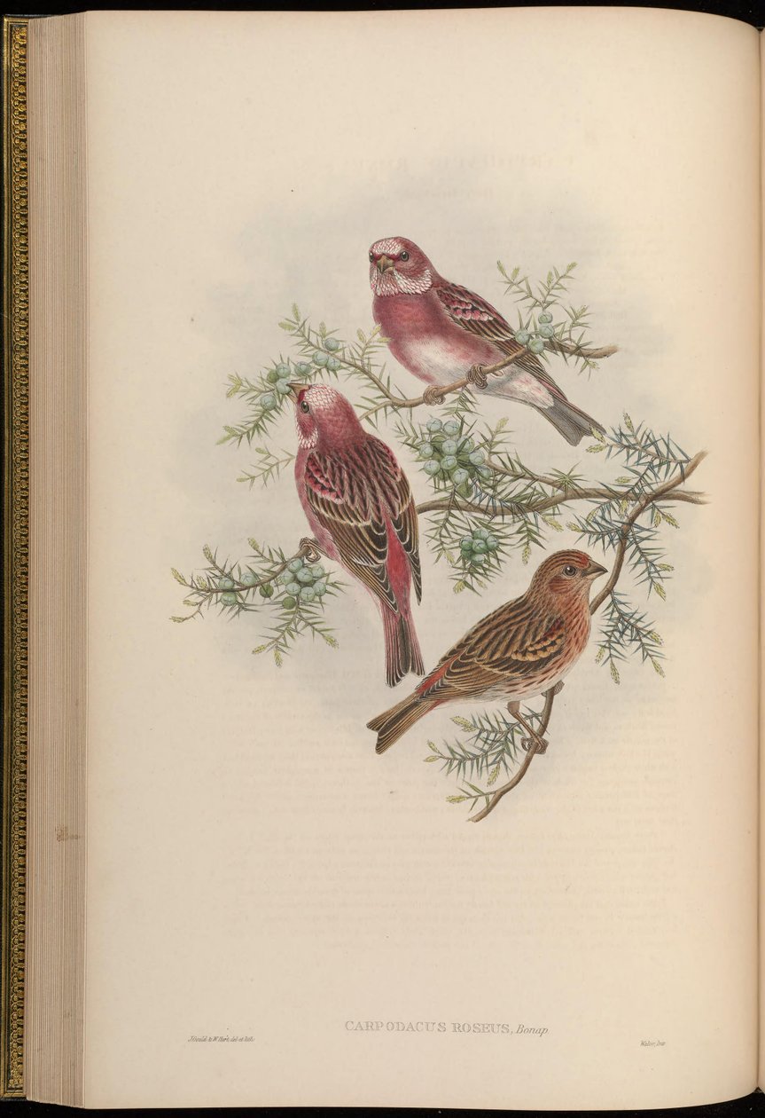 Carpodacus roseus alkotó: John Gould