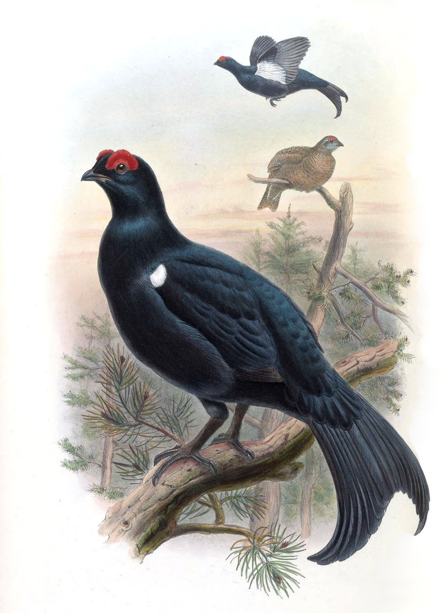 Kaukázusi nyírfajd Lyrurus mlokosiewiczi (syn. Tetrao mlokosiewiczi) alkotó: John Gould