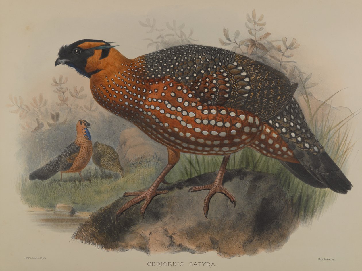 Ceriornis szatíra alkotó: John Gould