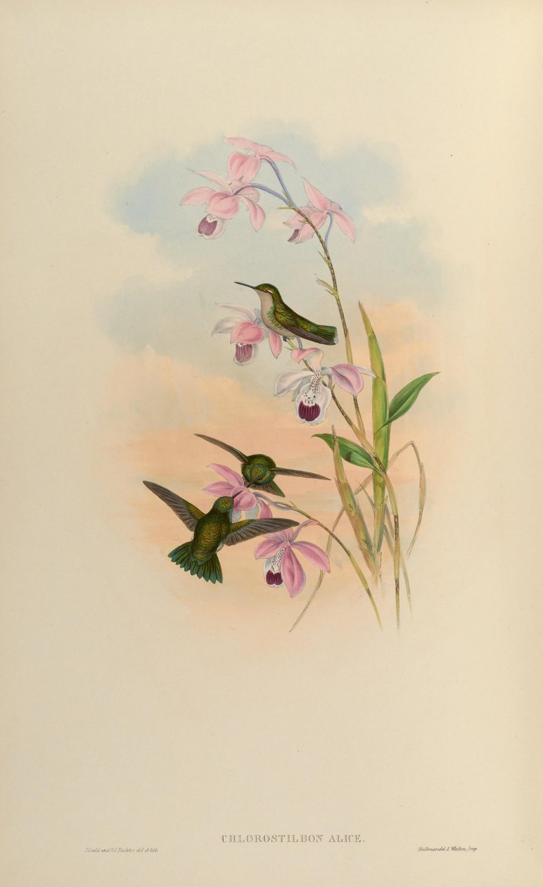 Chlorostilbon alice alkotó: John Gould