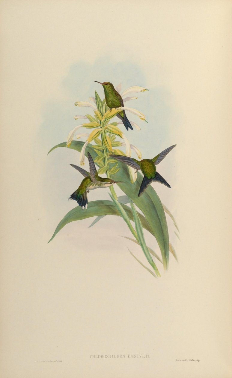 Chlorostilbon canivetii alkotó: John Gould