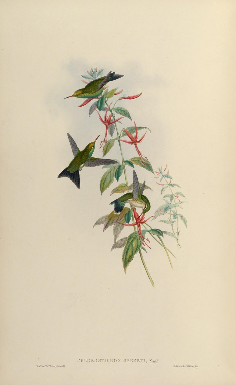 Chlorostilbon osberti = Chlorostilbon canivettii osberti alkotó: John Gould