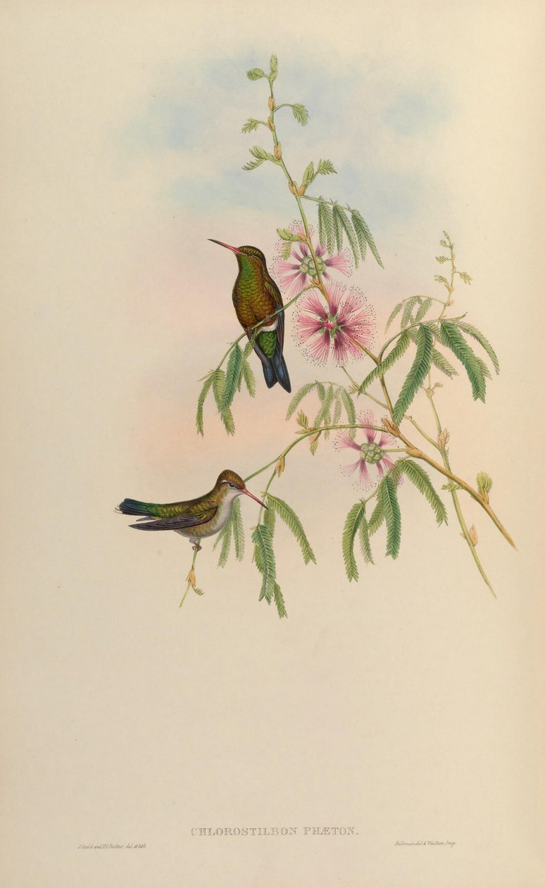 Chlorostilbon phaethon = Chlorostilbon aureoventris = Chlorostilbon lucidus alkotó: John Gould