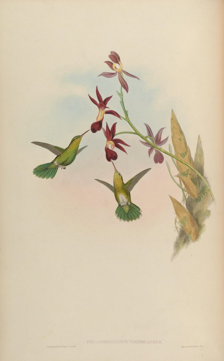 Chrysobronchus viridicauda = Amazilia viridicauda alkotó: John Gould