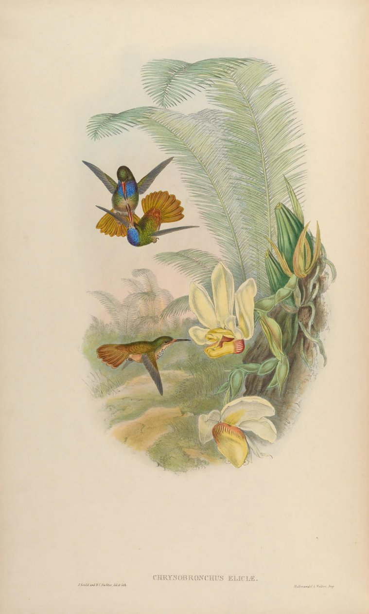 Chrysuronia elicitae = Hylocharis elicitae alkotó: John Gould