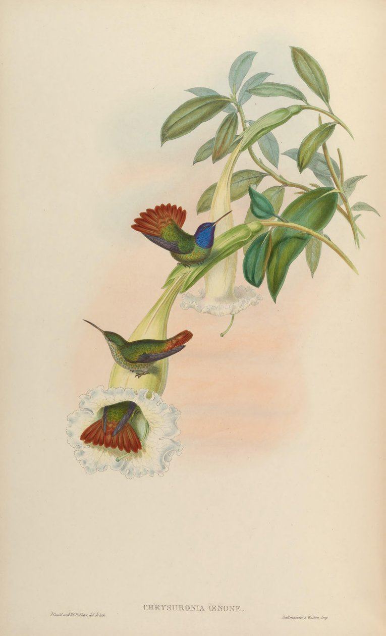 Chrysuronia oenone alkotó: John Gould