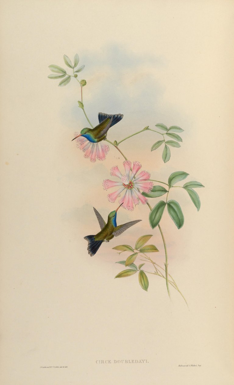 Circe doubleledayi = Cynanthus latirostris doubleledayi alkotó: John Gould