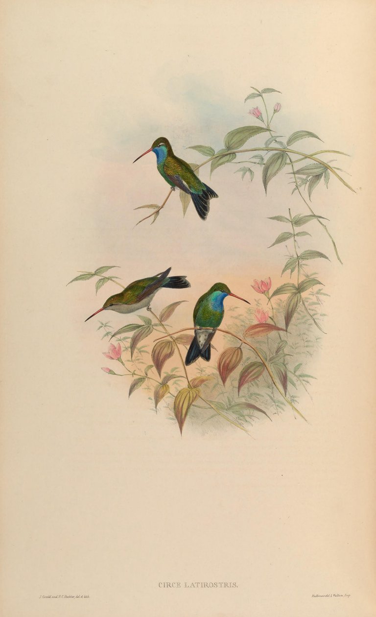 Circe latirostris = Cynanthus latirostris alkotó: John Gould