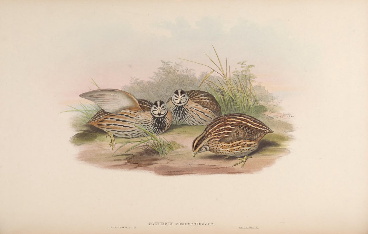 Coturnix coromandelica alkotó: John Gould