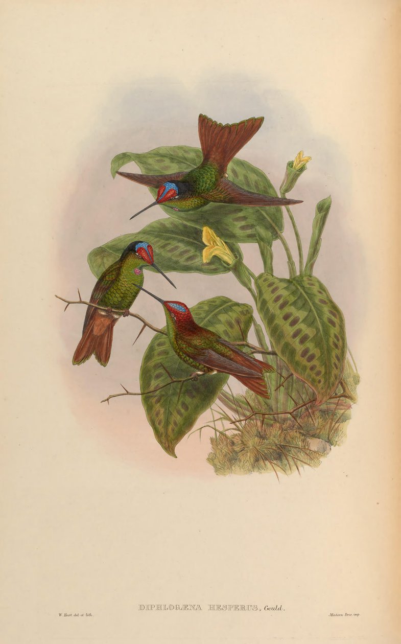 Diphlogaena hesperus = Coeligena iris hesperus alkotó: John Gould